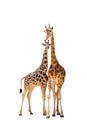 Two giraffe Royalty Free Stock Photo