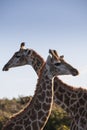 Two giraffe Royalty Free Stock Photo