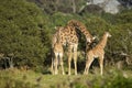 Two Giraffe babies with an adult