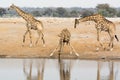 Two giraffe Bulls and one giraffe cow at waterhole.