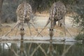 Two giraffe drinking water Royalty Free Stock Photo