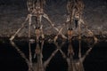 Giraffe is drinking on a waterhole at night, etosha nationalpark, namibia Royalty Free Stock Photo