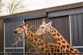 Two giraffe eating green leaf fixed on a metal fence. Feeding time in a zoo. Sun flare. Popular animal Royalty Free Stock Photo