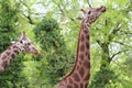 Two giraffe in forest Royalty Free Stock Photo