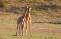 Two giraffe (Giraffa camelopardalis) Royalty Free Stock Photo