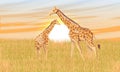 Two giraffe Giraffa camelopardalis in African savannah with tall dry grass at sunset