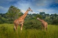 Two giraffe in the green vegetation with blue sky, wildlife nature, Okavango, Botswana in Africa. Mother and young in nature.