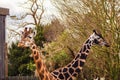 Two giraffe with light and dark brown fur in a zoo Royalty Free Stock Photo