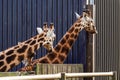 Two giraffe looking away from camera at something. Feeding time, waiting for food delivery Royalty Free Stock Photo