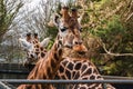 Two giraffe looking in different direction behind metal fence in a zoo Royalty Free Stock Photo