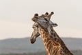 Two Giraffe playing at sunset