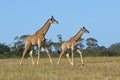 Two giraffe running on short dry grass Royalty Free Stock Photo