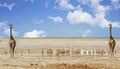 Two Giraffe either side of a large herd of springbok, with a natural empty plains background