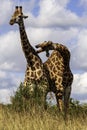 Two Giraffe, twisted bodies, play, jest Royalty Free Stock Photo