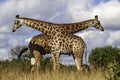 Two Giraffe, twisted bodies, play, jest, form a V shape, twins, duplicates Royalty Free Stock Photo