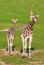 Two giraffe walking Royalty Free Stock Photo