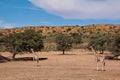 Two giraffe walking in the desert dry landscape Royalty Free Stock Photo