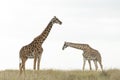 Two giraffe cut out on white isolated walking in grassy plains of Masai Mara Kenya Royalty Free Stock Photo