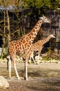 Two giraffe in a zoo enclosure Royalty Free Stock Photo