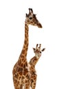 Two giraffes Royalty Free Stock Photo