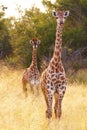 Two giraffes