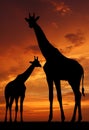 Two giraffes