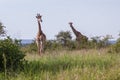 Two giraffes in African savanna Royalty Free Stock Photo