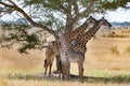 Giraffes with baby calf in shade under acacia tree, Serengeti, Tanzania, Africa Royalty Free Stock Photo