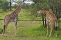 Two Giraffes browsing on trees, Tanzania. Royalty Free Stock Photo