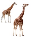 Two giraffes in different positions isolated with Royalty Free Stock Photo