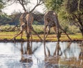 Two Giraffes Drinking Royalty Free Stock Photo