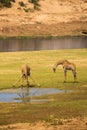 Two Giraffes Drinking at River Bed, South Africa Royalty Free Stock Photo