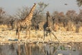 Two giraffes drinking Royalty Free Stock Photo