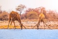 Two giraffes drinking water Royalty Free Stock Photo