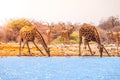 Two giraffes drinking water Royalty Free Stock Photo