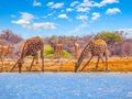 Two giraffes drinking water in savanna Royalty Free Stock Photo