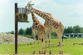 Two giraffes eating food from a elevated basket Royalty Free Stock Photo