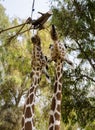 Two giraffes eating