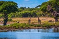 Two giraffes Royalty Free Stock Photo