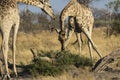 Two Giraffes feeding in Botswana. Royalty Free Stock Photo