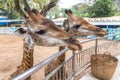 Two giraffes are feeding in Ho Chi Minh zoo Royalty Free Stock Photo