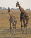 Two giraffes on field in Botswana Royalty Free Stock Photo