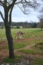 Two giraffes in a field fighting with their necks