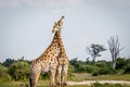 Two Giraffes fighting in Chobe.