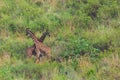 Two giraffes fighting for mating privileges in National Reserve Royalty Free Stock Photo