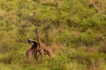 Two giraffes fighting for mating privileges in National Reserve in Africa.