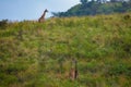 Two giraffes fighting for mating privileges in National Reserve in Africa.