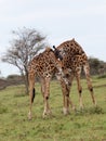 Two giraffes fighting