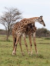 Two giraffes fighting