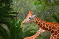 Two giraffes with forest in the background at the chapultepec zoo, mexico city. VI Royalty Free Stock Photo